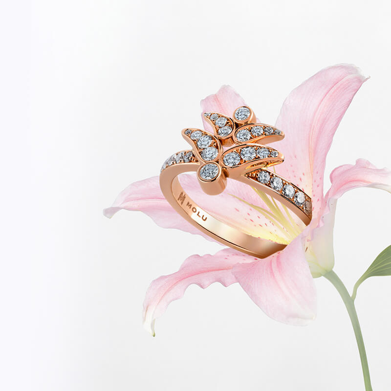 Molu Lily Koleksiyonu